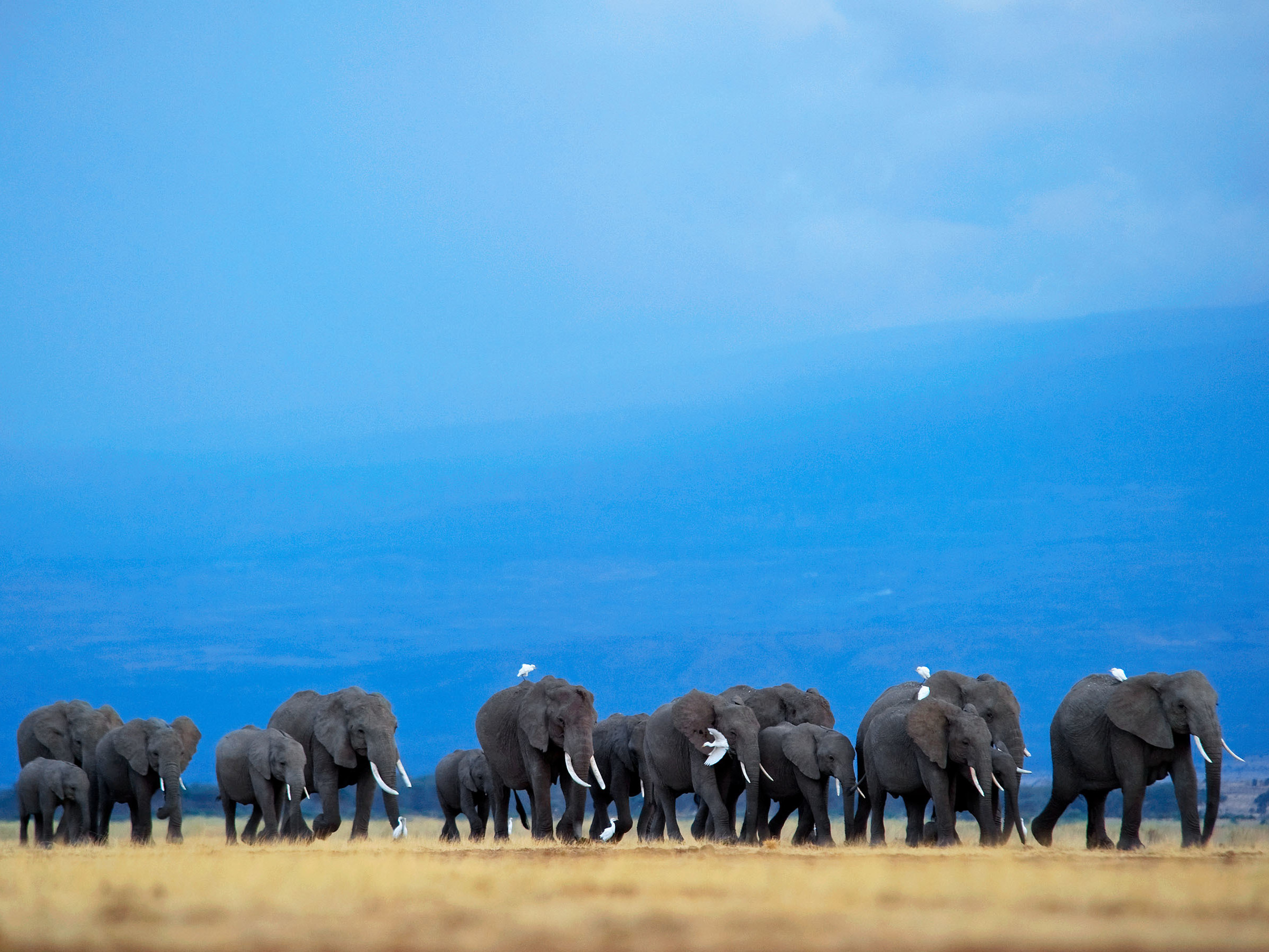 caption: Botswana has the world's largest elephant population, with some 130,000 animals.