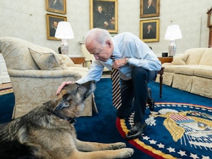 caption: President Biden pets Biden family dog Champ in the Oval Office in February. On Saturday, Joe and Jill Biden announced that Champ had died.