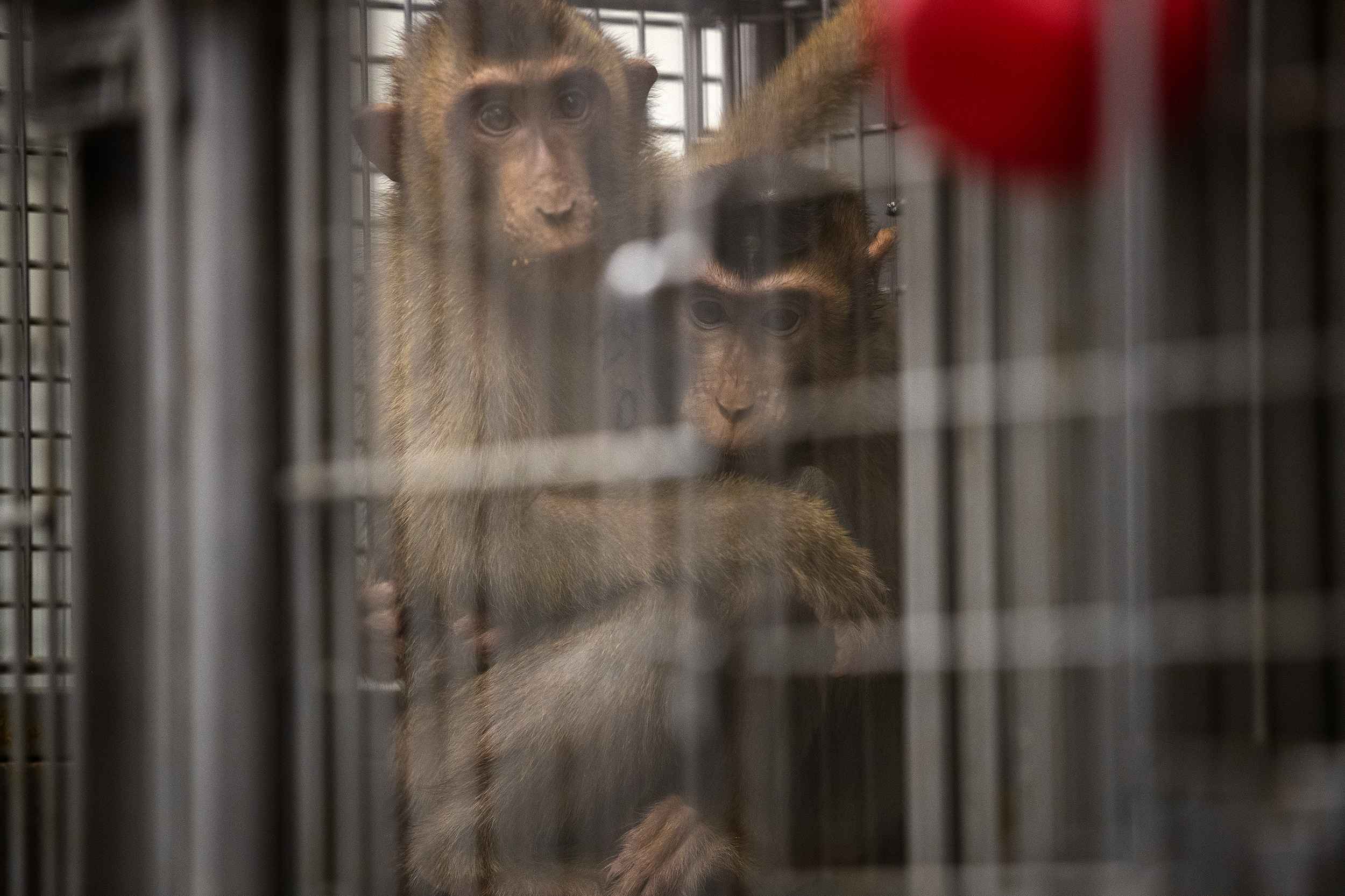 caption: Two pig-tailed macaques hug in an enclosure on Thursday, Aug. 21, 2025, at the Washington National Primate Research Center on the University of Washington campus in Seattle. 