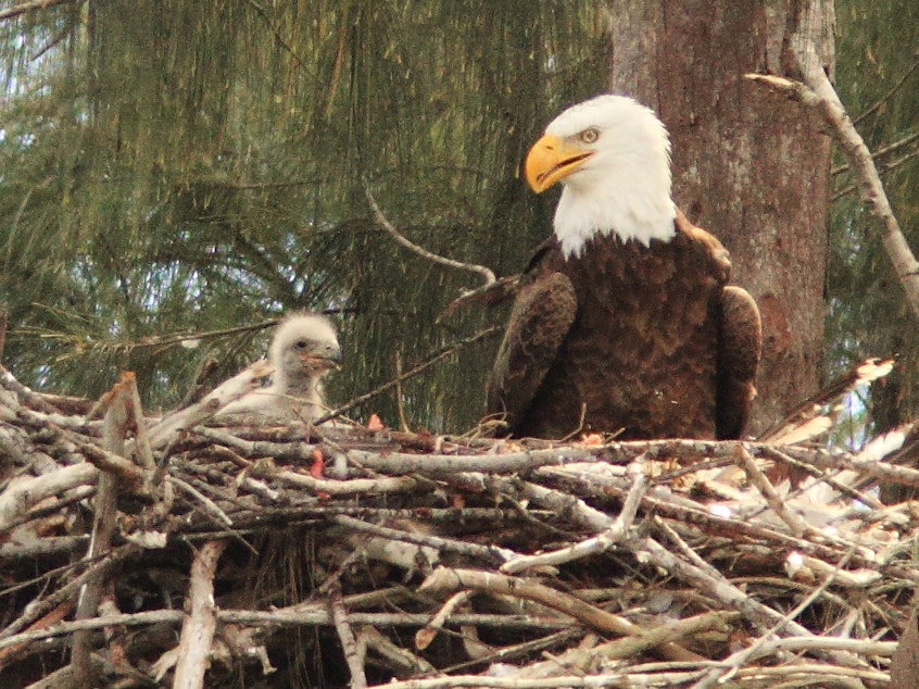 caption: Washington's increased bald eagle population may dismiss them from the endangered species list.