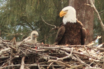 caption: Washington's increased bald eagle population may dismiss them from the endangered species list.