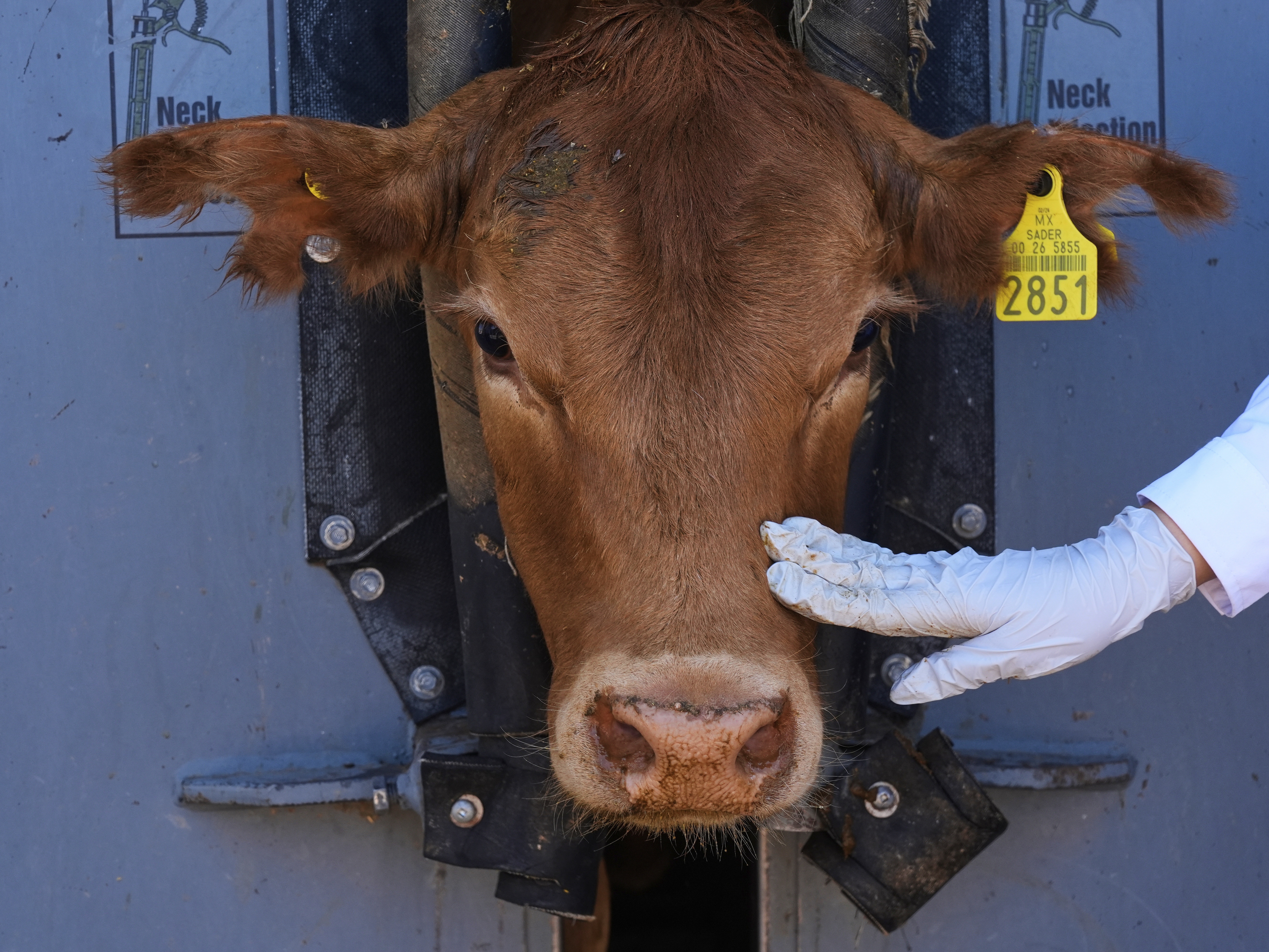 caption: A calf is evaluated by a veterinary during a veterinary inspection in Hermosillo, Sonora State, Mexico.