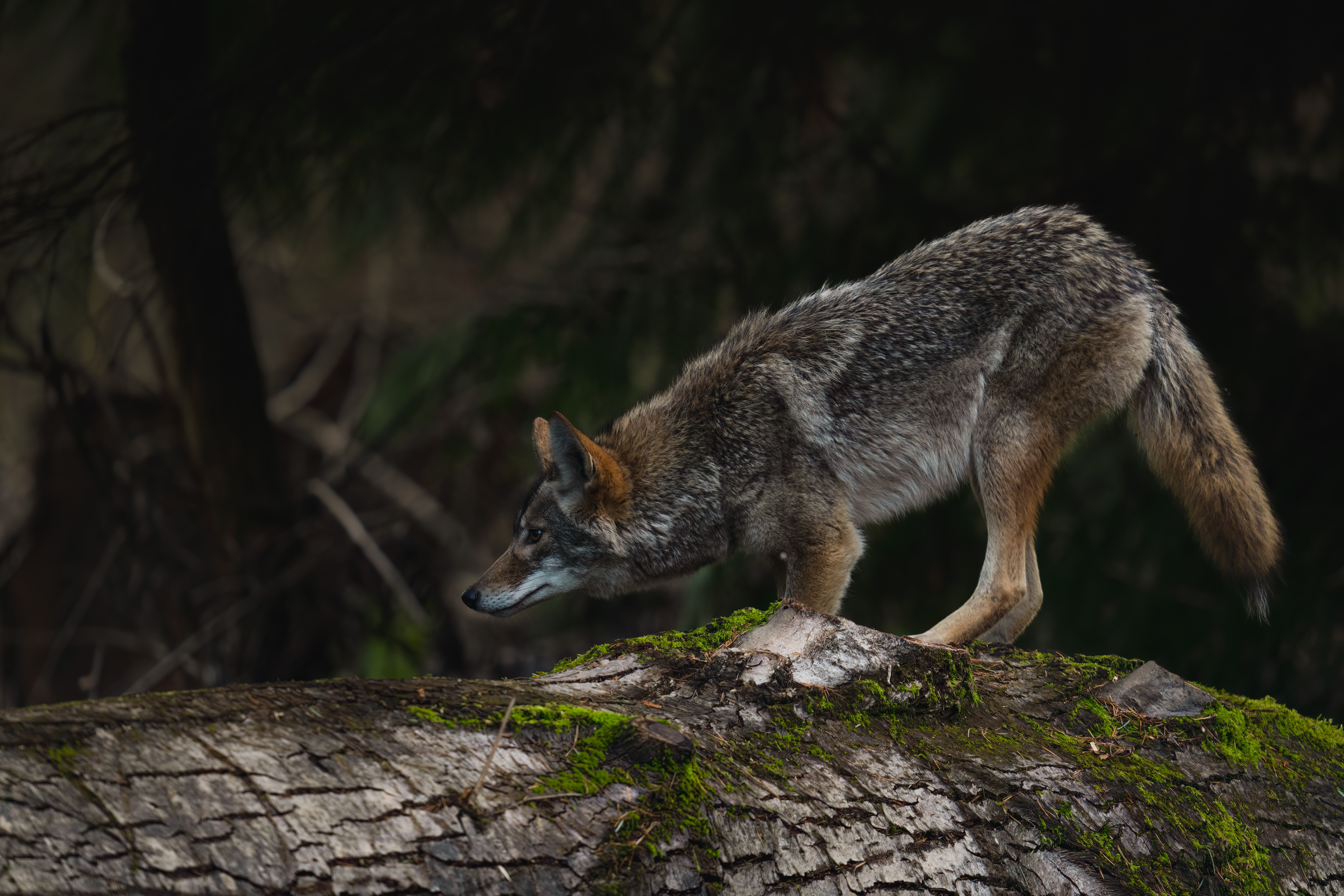 Coyotes Are Here, but You May Never See One - Shore Local Newsmagazine