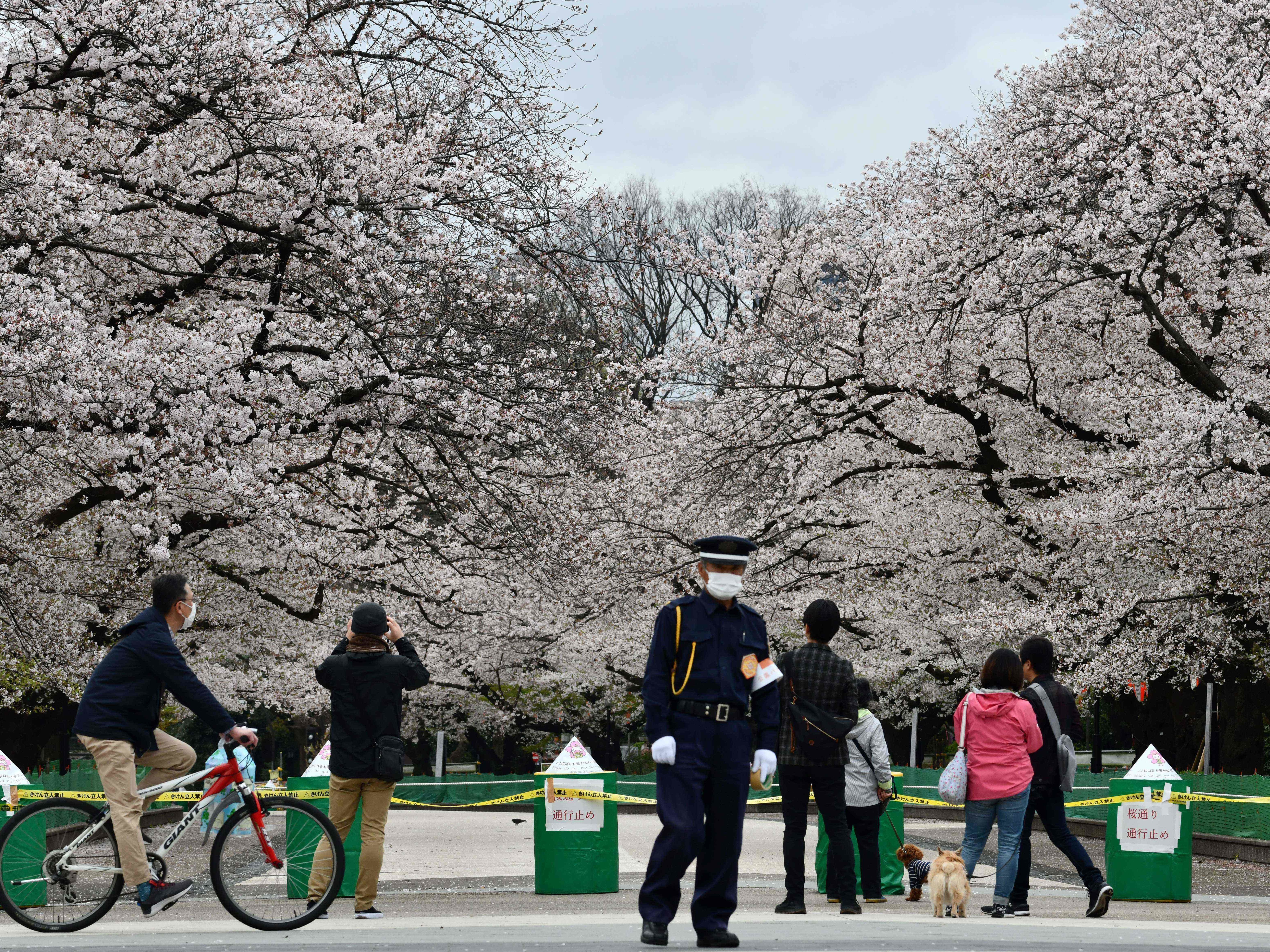 caption: A security guard and pedestrians stand at a closed cherry blossom viewing spot in Tokyo's Ueno Park on March 28. Japan has so far avoided the explosion of cases that China and South Korea have seen.
