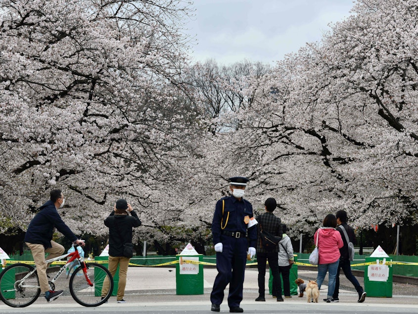 caption: A security guard and pedestrians stand at a closed cherry blossom viewing spot in Tokyo's Ueno Park on March 28. Japan has so far avoided the explosion of cases that China and South Korea have seen.