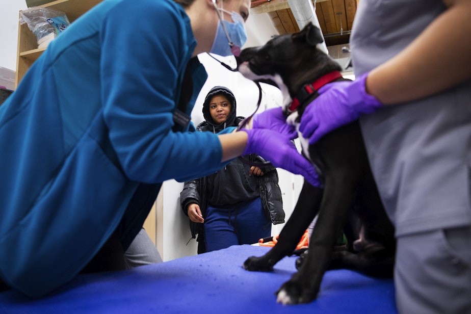 caption: Lisa Fortune, 19, receives free veterinary care for her 4-month-old puppy, Rico, on Wednesday, Oct. 26, 2022, at New Horizons Shelter on 3rd Avenue in Seattle. 