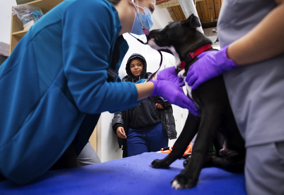 caption: Lisa Fortune, 19, receives free veterinary care for her 4-month-old puppy, Rico, on Wednesday, Oct. 26, 2022, at New Horizons Shelter on 3rd Avenue in Seattle. 