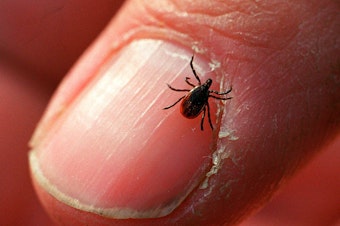 caption: The black-legged or deer tick, which carries Lyme disease, appears to be expanding it's territory.