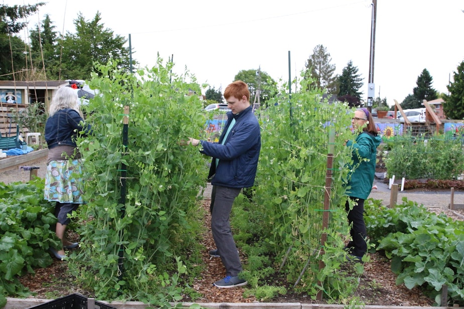 caption: Gardeners pick peas for the food bank at the Ballard P-Patch community garden. 