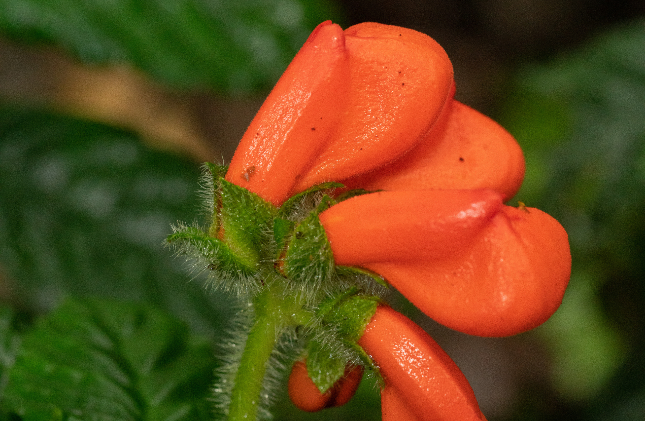 caption: The bright orange flowers of the Ecuadorian cloud forest herb Gasteranthus extinctus, long believed to have gone extinct, light up the forest understory as if begging to be seen. (Riley Fortier)