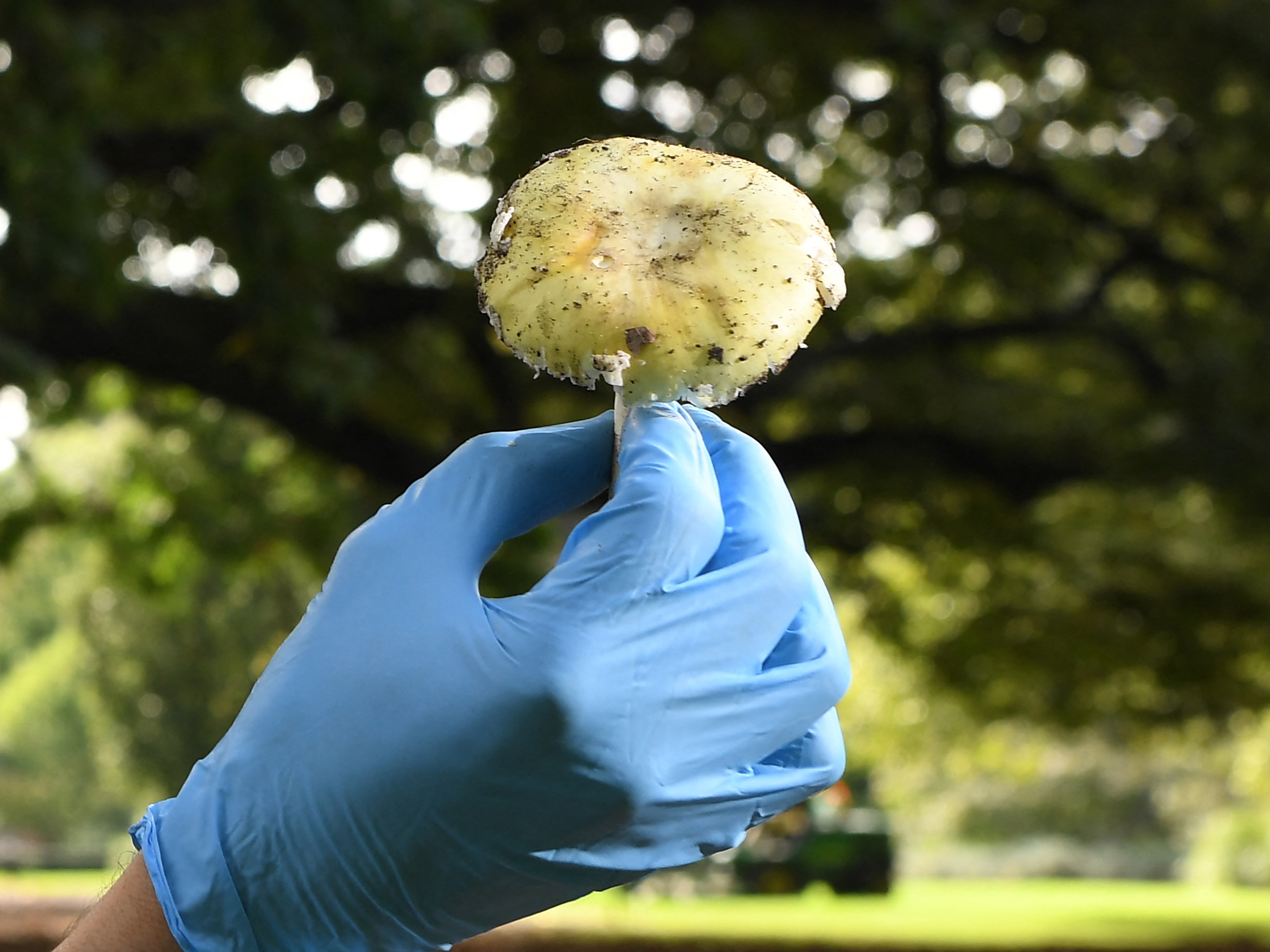 caption: Death cap mushrooms look similar to other edible varieties, but are highly poisonous. They grow near oak and other hardwood trees, usually in urban and suburban areas.