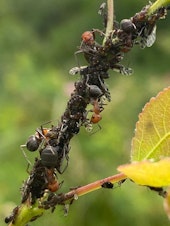 caption: Ants farm Aphids on a plant and use them to drink the sugary liquid known as honeydew from inside the plant. 