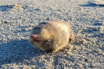 caption: De Winton's Golden Mole, a blind mole that lives beneath the sand has been rediscovered in Port Nolloth, South Africa. The small mammal has evaded scientists for nearly 90 years, using sensitive hearing that can detect vibrations from movement above the surface.