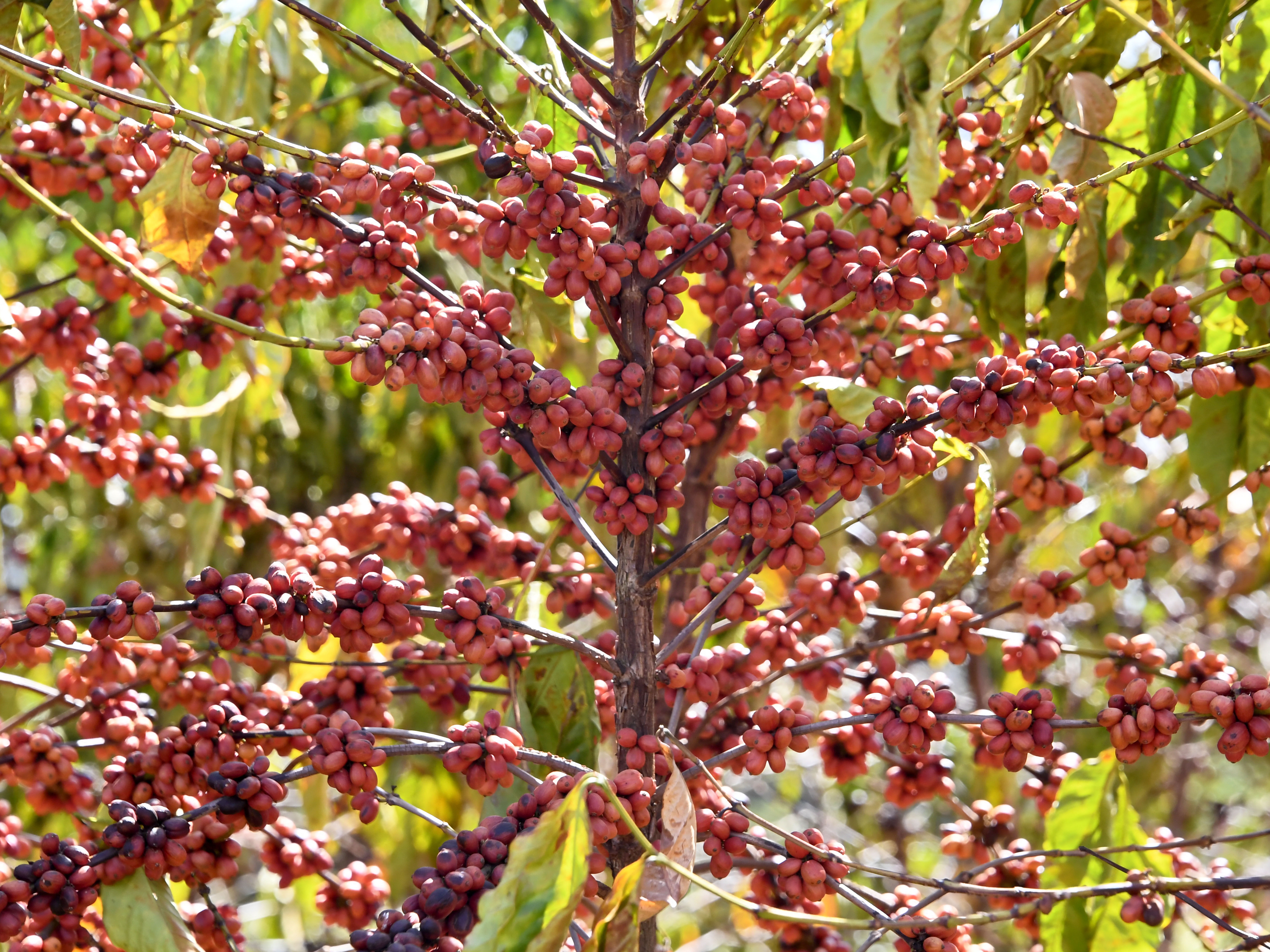 caption: Coffee plants are seen at the Brazilian Agricultural Research Corporation experimental farm in Brazil in 2022. Coffee production in Brazil is leading to deforestation, a nonprofit group says.
