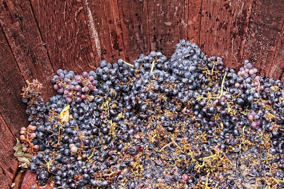 caption: Grapes before wine at the 2009 Indian Creek Harvest Fest in Kuna, Idaho.