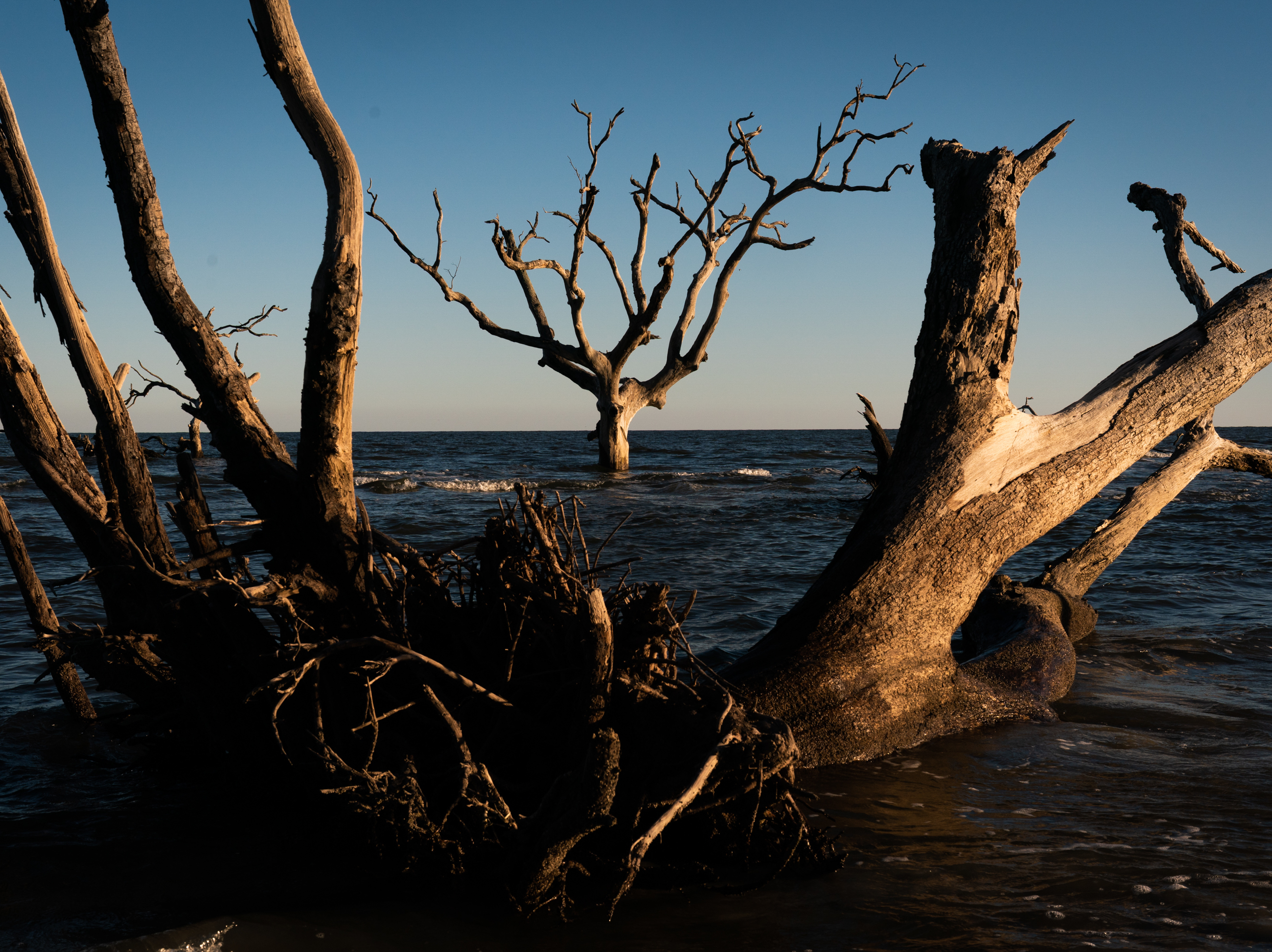 caption: A ghost forest seen on Hunting Island, S.C.