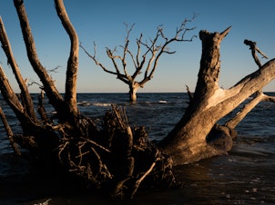 caption: A ghost forest seen on Hunting Island, S.C.