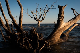 caption: A ghost forest seen on Hunting Island, S.C.