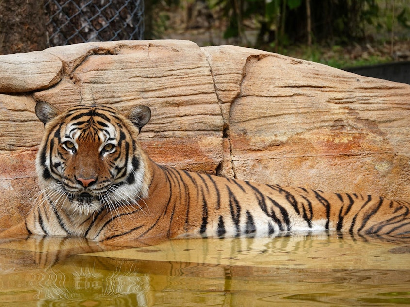 caption: Eko the tiger, who was killed after biting a man's arm when he crossed into an unauthorized portion of the Naples Zoo, is seen in Naples, Fla., in this handout photo taken March.