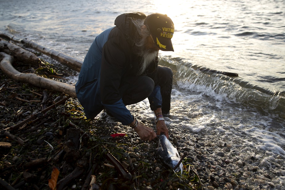 caption: Tom Molinas prepares to gut a pink salmon while fishing on Thursday, August 31, 2023, at Lincoln Park in Seattle. 