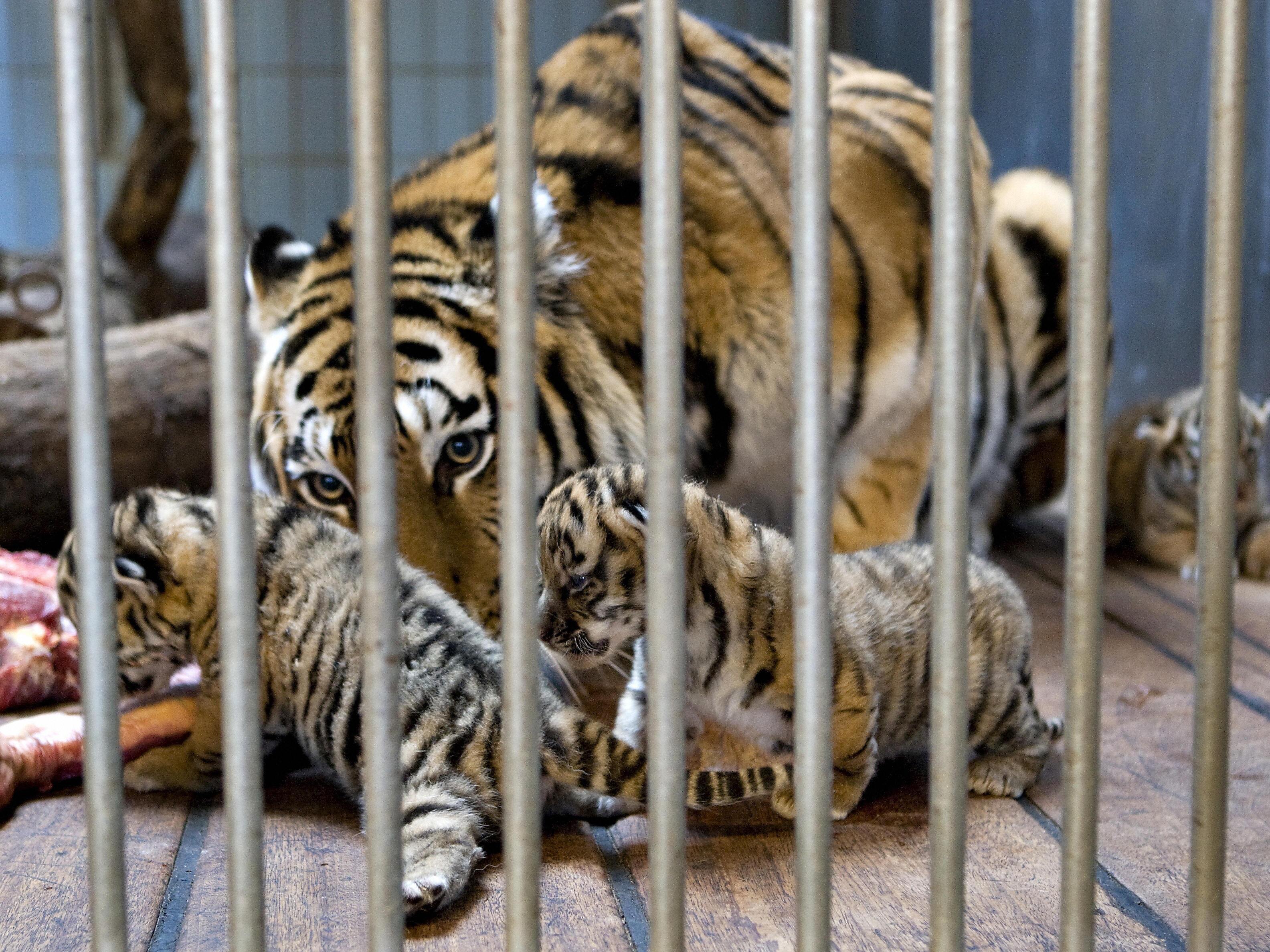 caption: Gara, a Siberian tiger, cares for her newborn cubs at the Aalborg Zoo in Denmark in 2008.