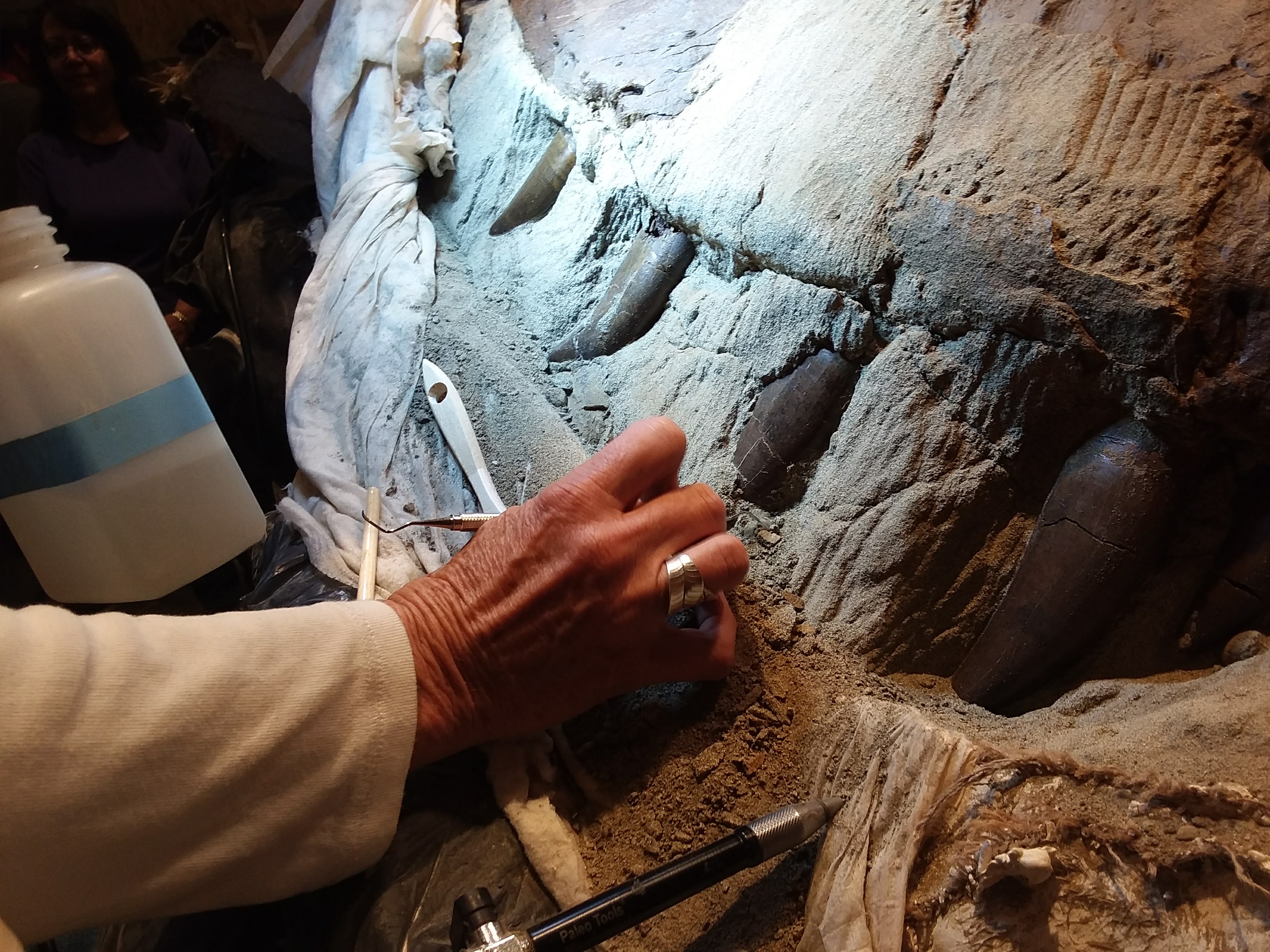 caption: T-rex teeth being unearthed at the University of Washington.