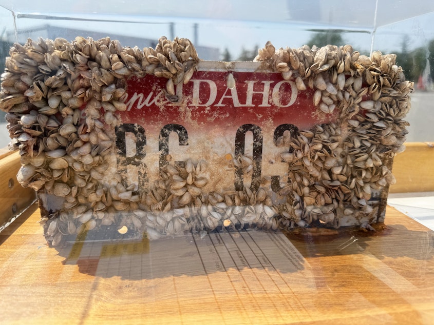 caption: Invasive mussels cluster on a license plate that’s on display at a watercraft inspection station. These invasive mussels can cling onto hard surfaces.