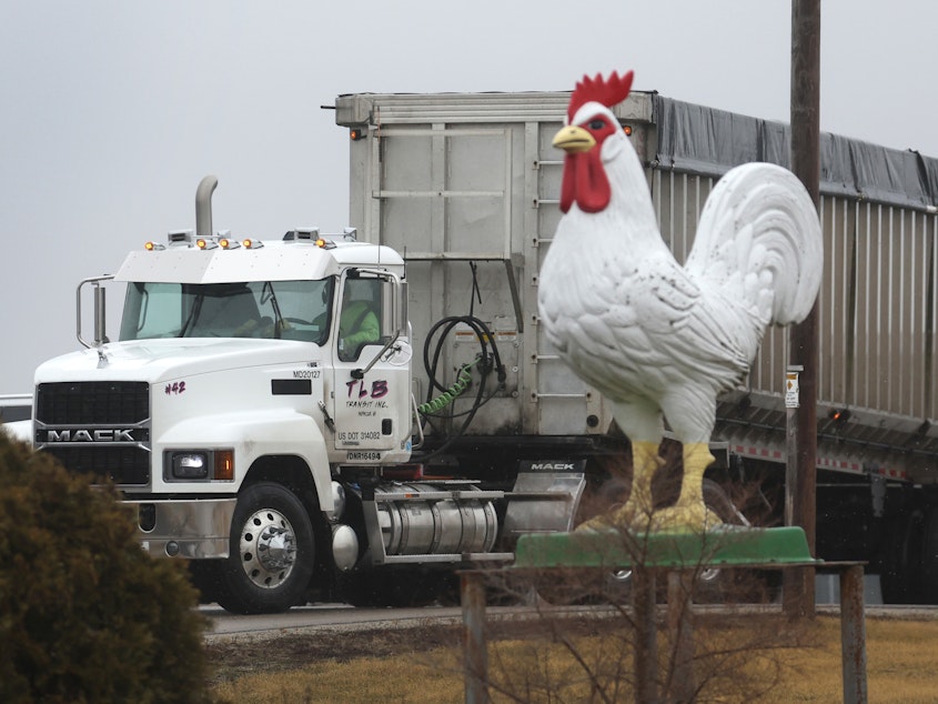 caption: A truck drives out of a Wisconsin farm on Thursday where avian flu was detected, forcing the commercial egg producer to destroy more than 2.7 million chickens.