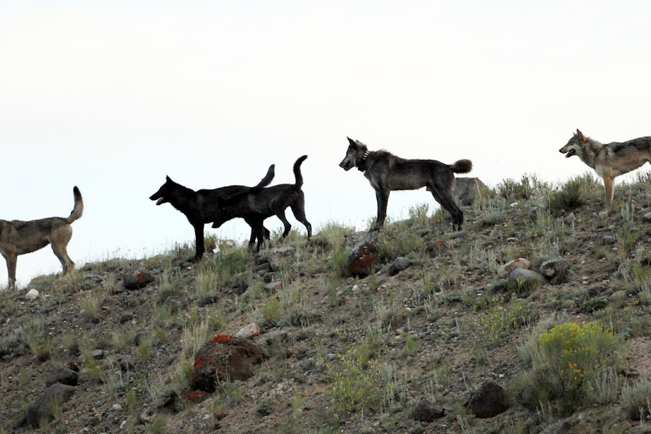 caption: In this August 2012 file photo provided by Wolves of the Rockies a wolf pack stands on a hillside of the Lamar Canyon in Yellowstone National Park, Wyo. (Wolves of the Rockies,File/AP)