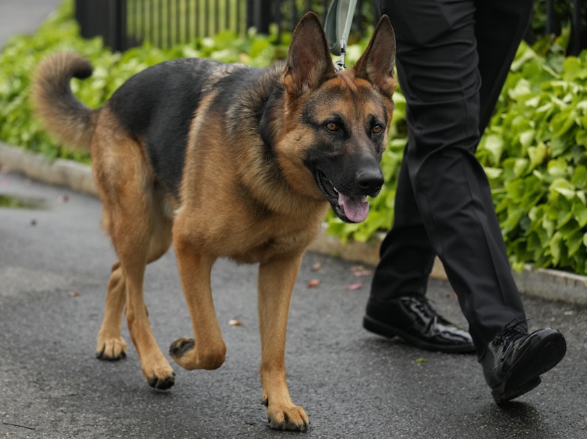 caption: President Biden's dog Commander takes a walk outside the West Wing on April 29, 2023.