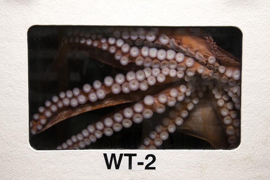 caption: Bailey the Giant Pacific Octopus is in a holding tank at the Seattle Aquarium on Thursday, June 13, 2019. 