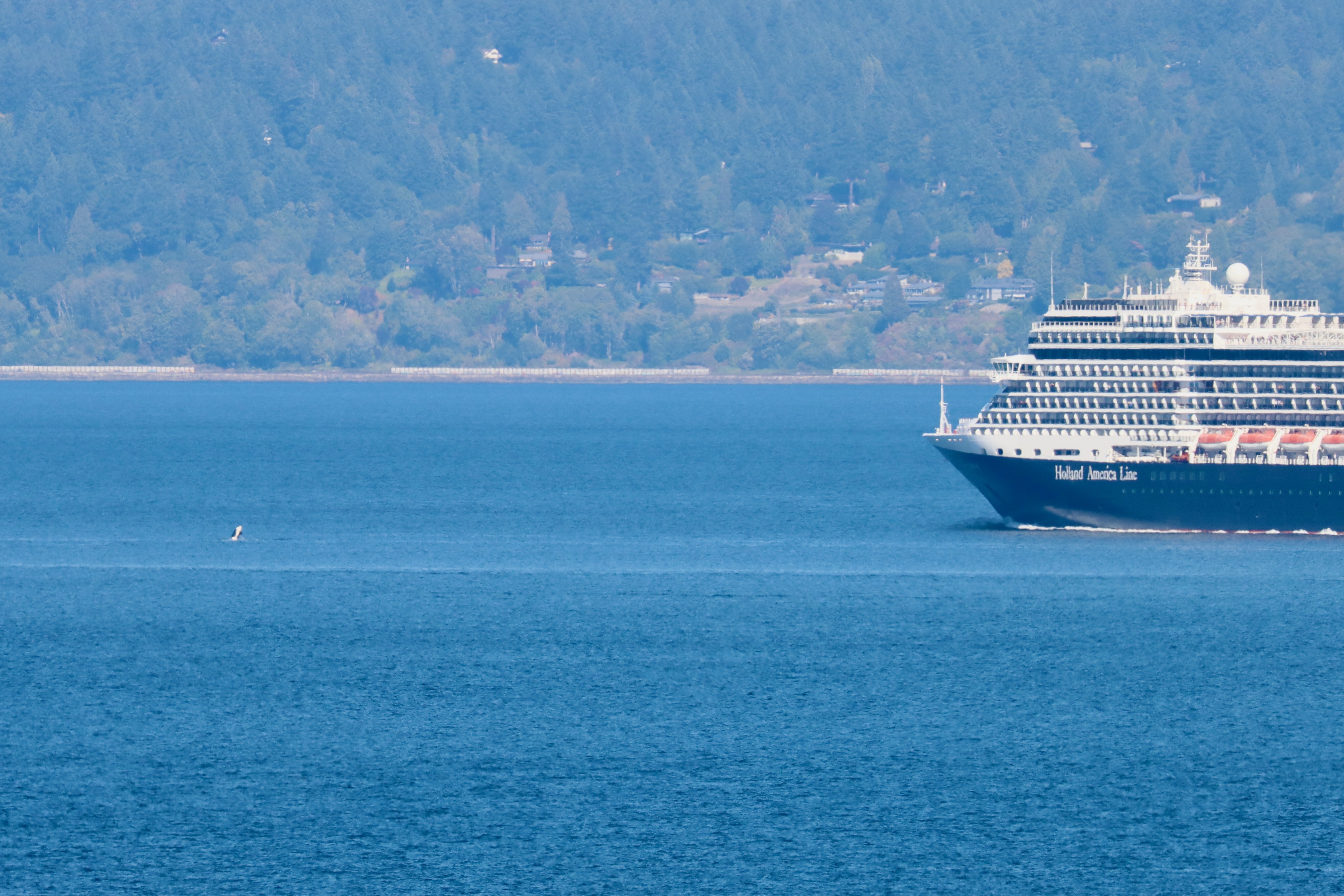 caption: An orca breaches off the bow of Holland America’s Eurodam cruise ship between Seattle and Bainbridge Island on Sept. 13, 2025. 