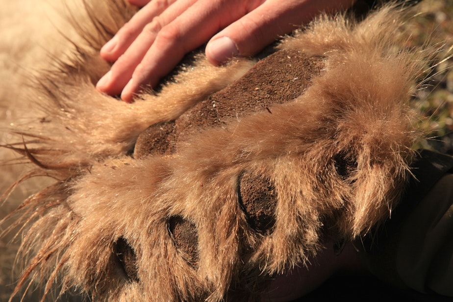 caption: Chris' hand on the paw of a bear he was helping to process during research on this species near Churchill, Canada.
