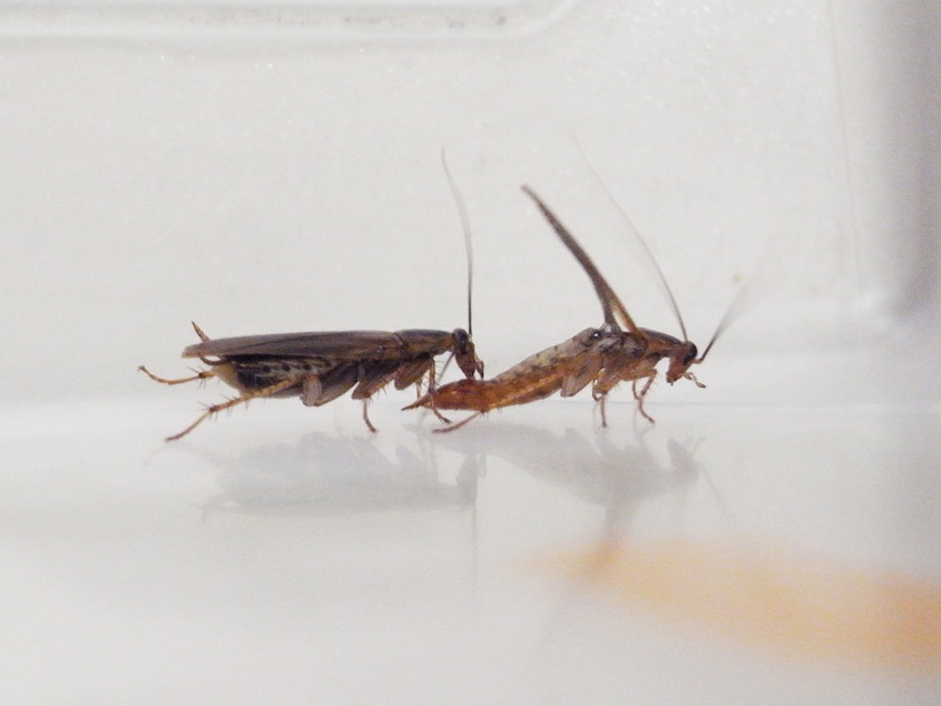 caption: A female cockroach considers accepting a sugary offering from a male cockroach.