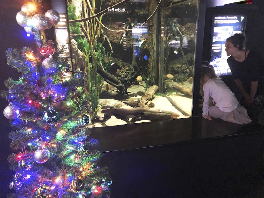 caption: The Tennessee Aquarium says a system connected to an electric eel's tank enables his shocks to power strands of lights on the nearby tree.