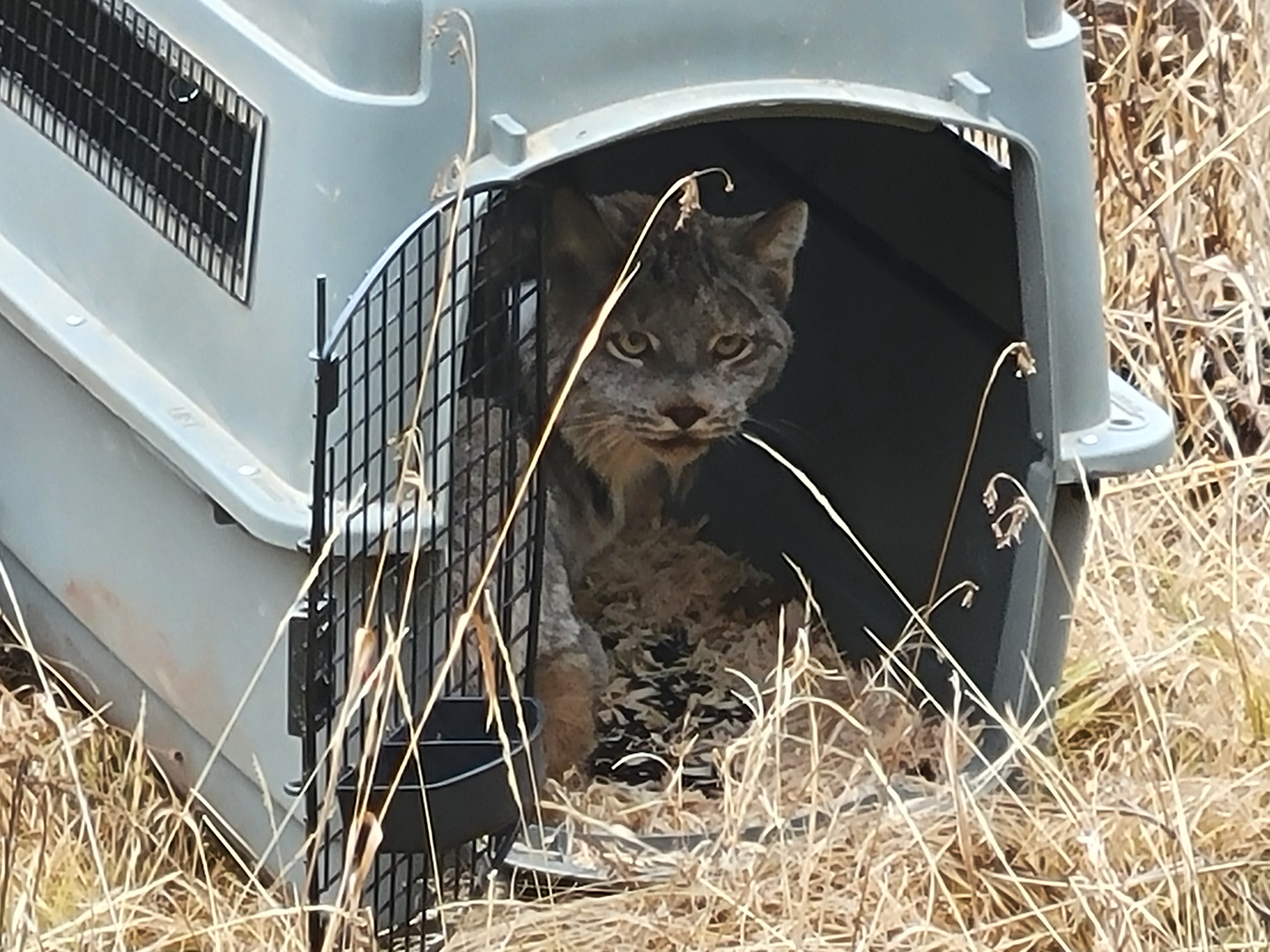 caption:  A Canada lynx is released into Washington's Kettle River Range. The Colville Tribes are relocating lynx from Canada, with a goal of transporting 10 lynx per year.