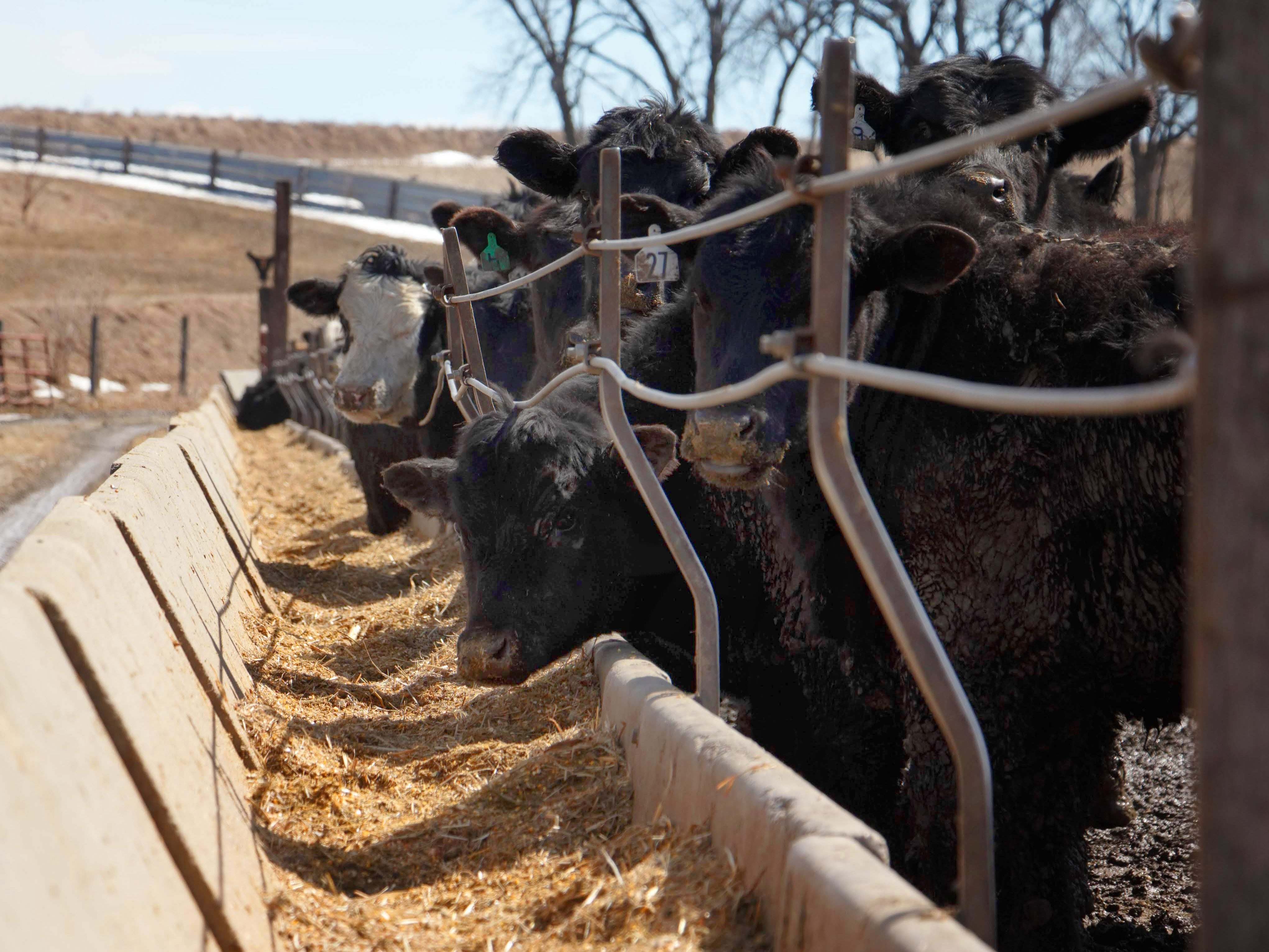 caption: Cattle eating a mixture of antibiotic-free corn and hay at Corrin Farms, near Neola, Iowa. Their meat is sold by Niman Ranch.