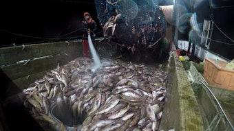 caption: <p>Groundfish trawlers will soon be allowed to catch more fish as depleted populations recover from overfishing.</p>