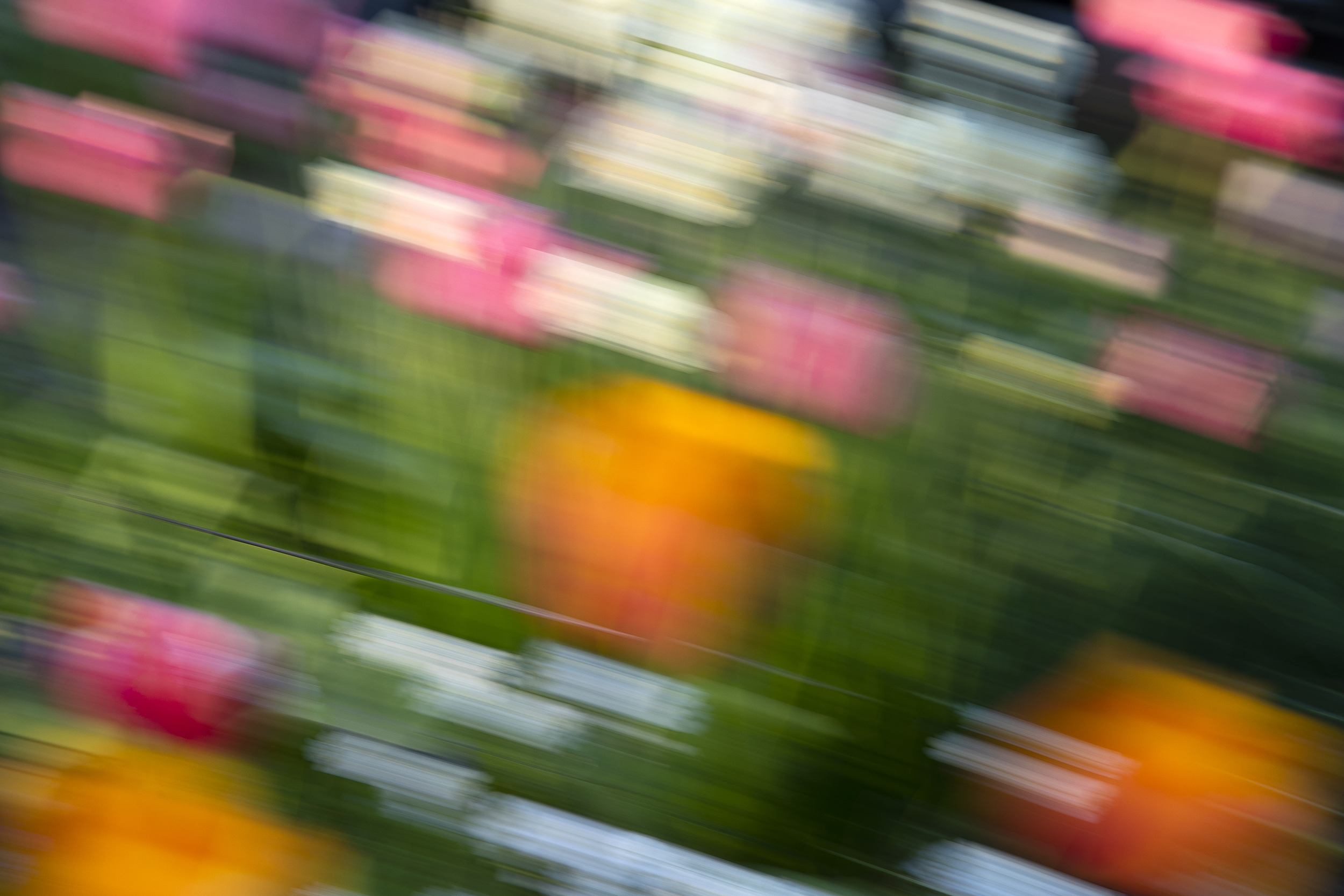 caption: Tulips are photographed with a slow shutter speed on Thursday, April 9, 2026, in Seattle. 