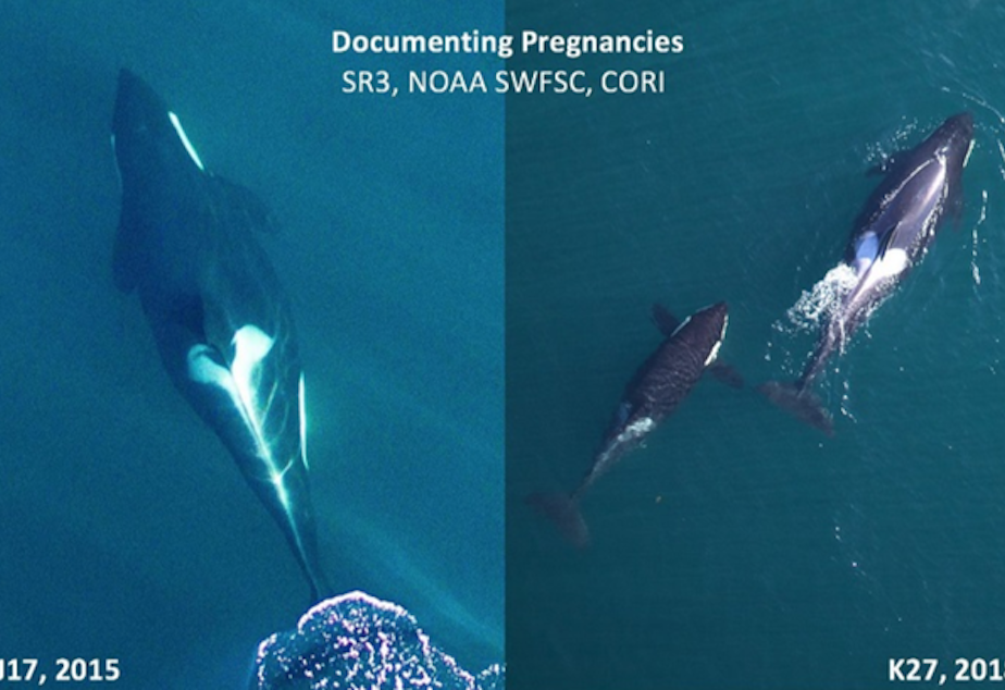 caption: <p>Drone photography reveals the bulging midriffs of pregnant orcas in 2015 and 2018.</p>