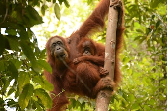 caption: Orangutans spend the first 16 years of their lives learning from their mothers.