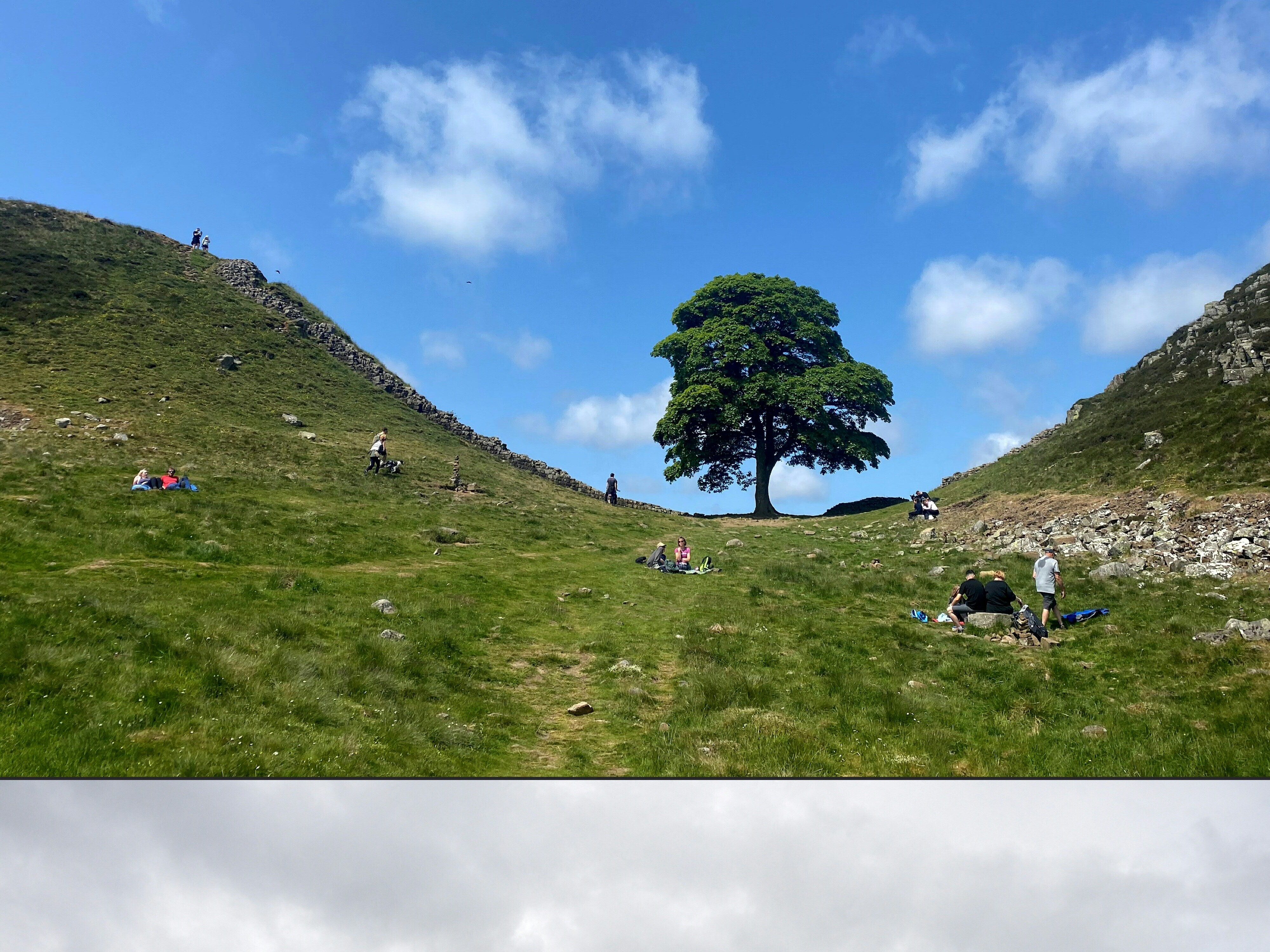 caption: A combination of pictures shows, top, the Sycamore Gap tree along Hadrian's Wall near Hexham, northern England on June 4, 2023, and bottom, the felled Sycamore Gap tree, on Sept. 28, 2023.