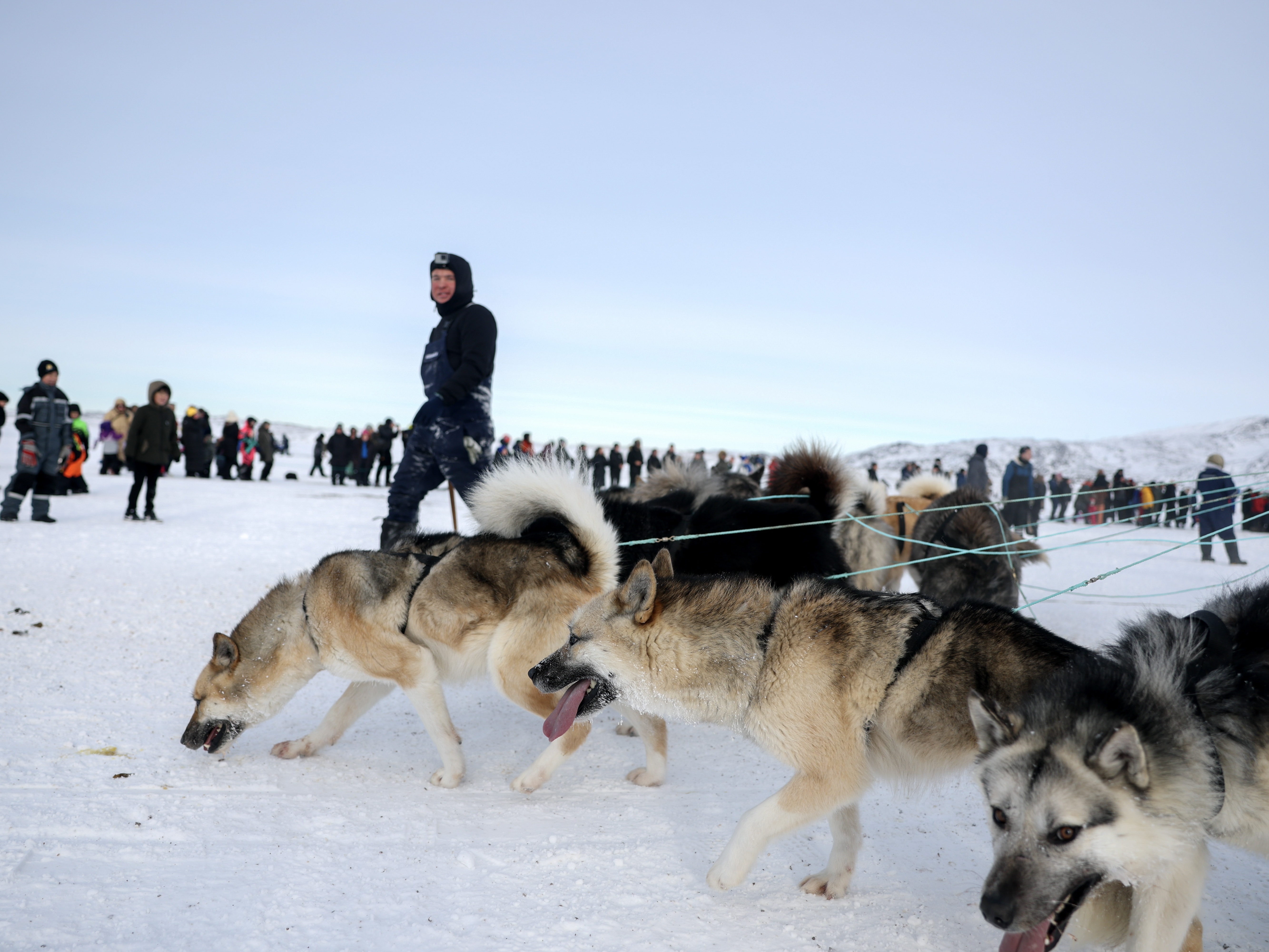 caption: A musher walks with his Greenlandic sled dogs on March 8 after completing a dog sled race to determine which contestant attends the national competition in Ilulissat, Greenland.