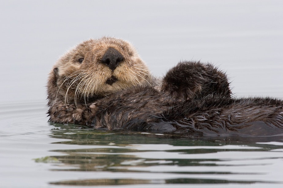 caption: A sea otter preens itself in Morro Bay, California. Sea otters have not naturally repopulated to the Oregon Coast from California or Washington, so a reintroduction effort is now being studied.