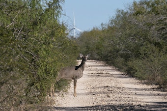 caption: A white-tailed deer emerges from the brush. The Lower Rio Grande Valley National Wildlife Refuge has some of the richest biological diversity in North America--with 1,200 plants, 300 butterflies, and 700 vertebrates, of which 520 are birds.