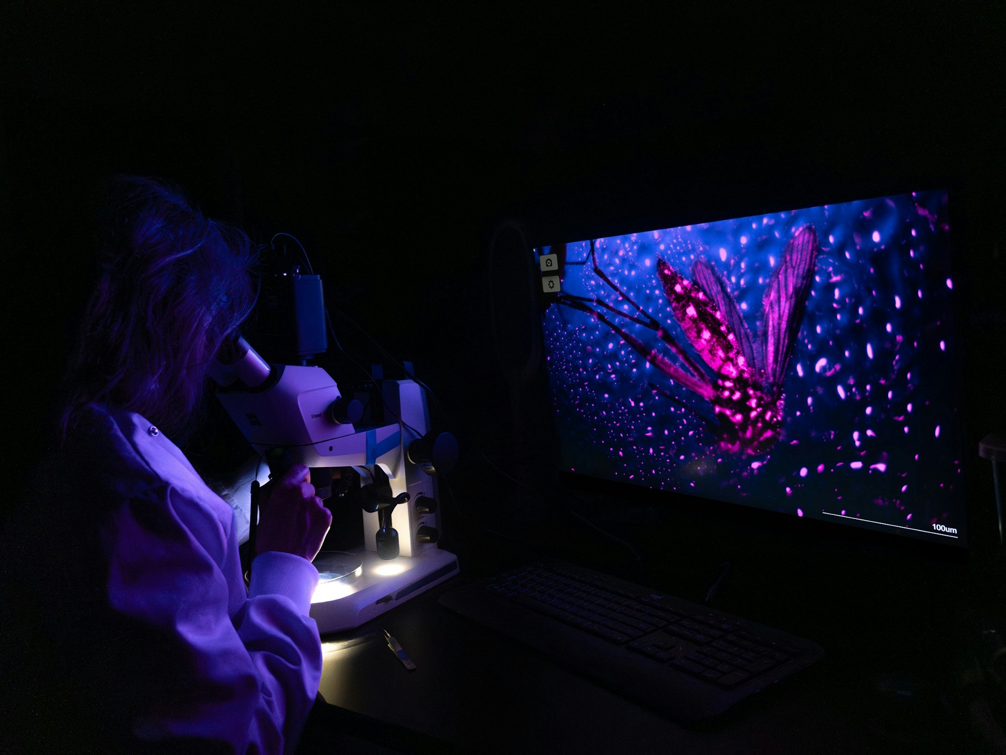 From neon mosquitoes to winged migrations, top images captured by scientists episode artwork