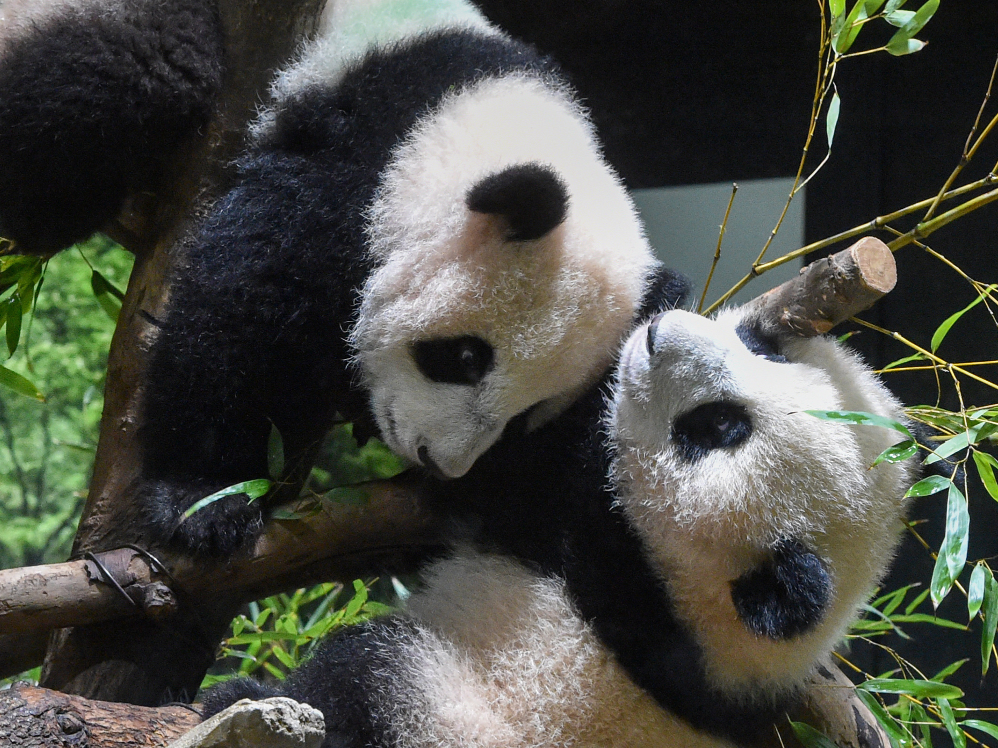 caption: In this photo provided by Tokyo Zoological Park Society, Japanese-born twin pandas Xiao Xiao, top, and Lei Lei, bottom, are seen together at Ueno Zoo in Tokyo, Wednesday, Jan. 12, 2022.