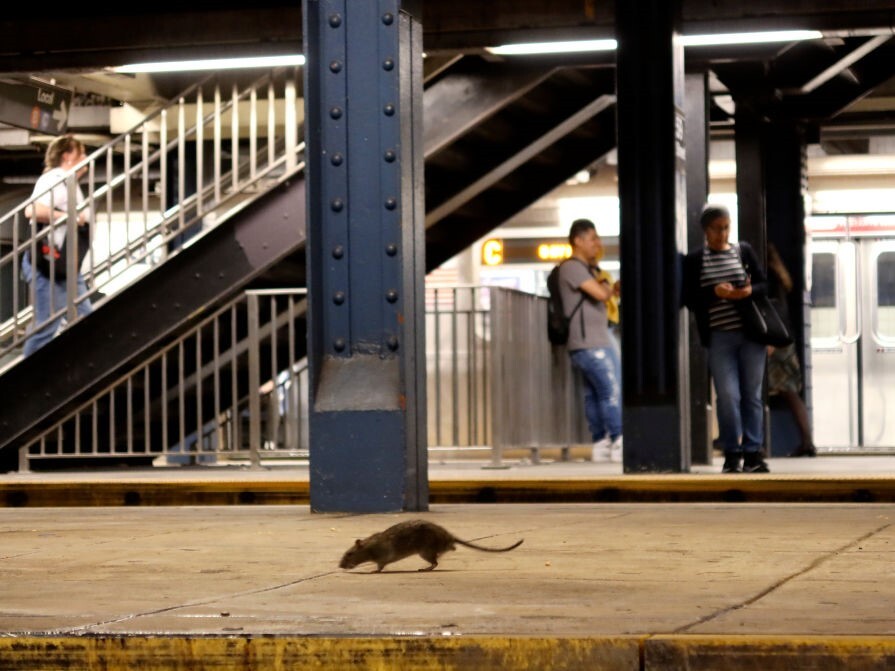 caption: Rats and people have long coexisted. Now research may find out a lot more about them