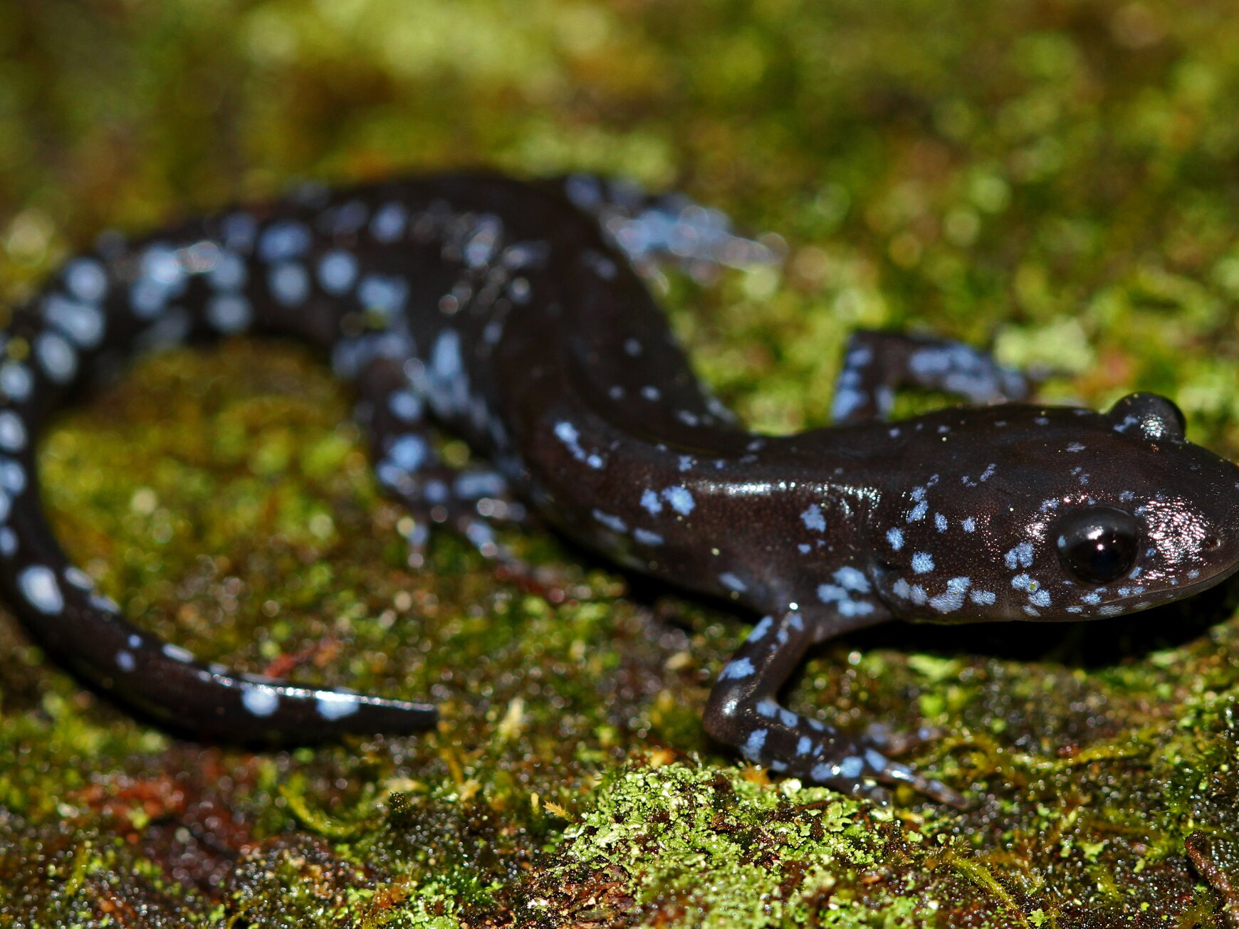 caption: While blue-spotted salamanders can be sighted on warm, sunny days, they also seem to be able to venture out on cold, snowy ones, too.