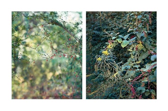 caption: Two images from Janelle Lynch's photo book "Another Way of Looking at Love"